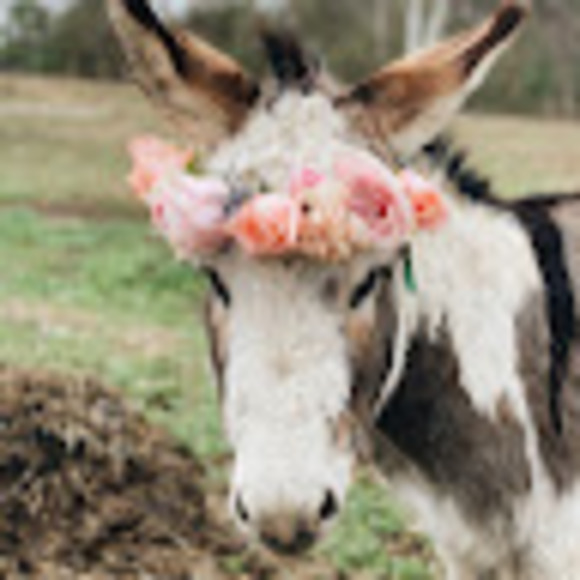 dwarf_donkey